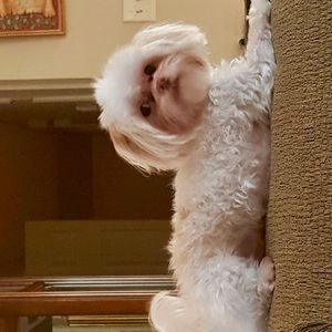 Meet your Posher, Janice